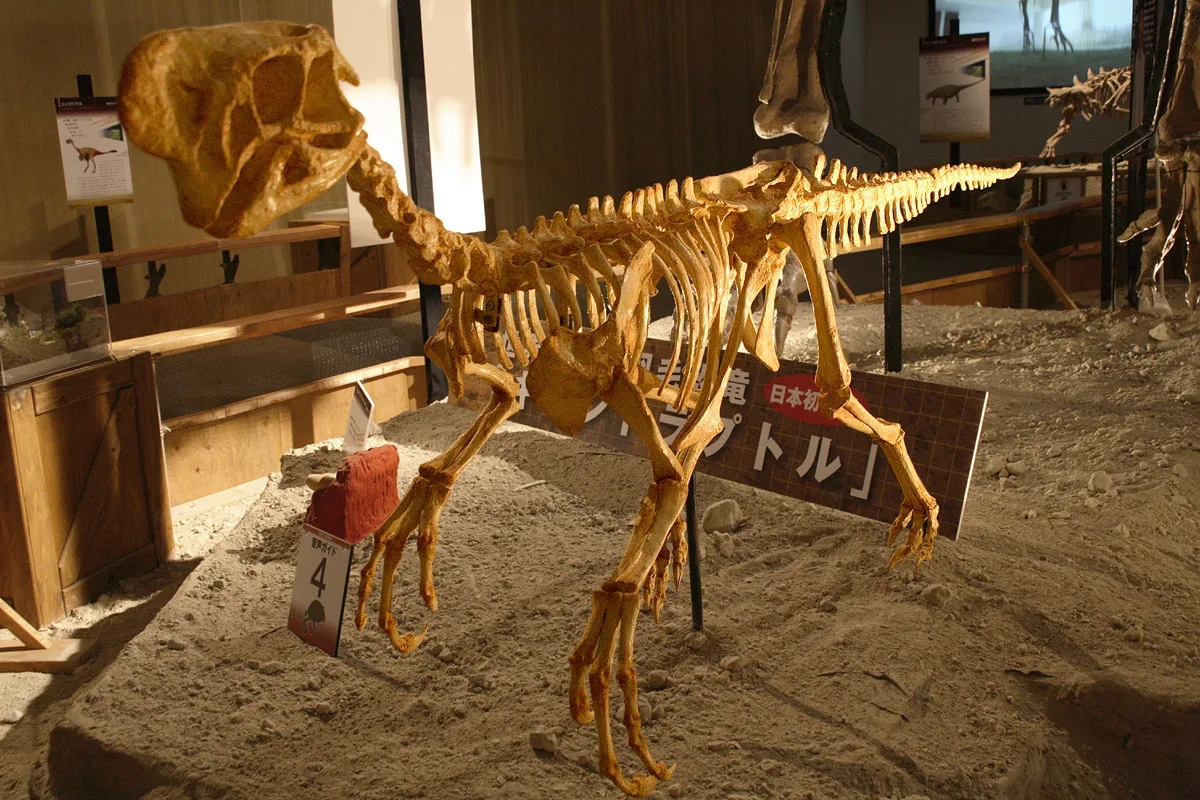 An Oviraptor skeleton