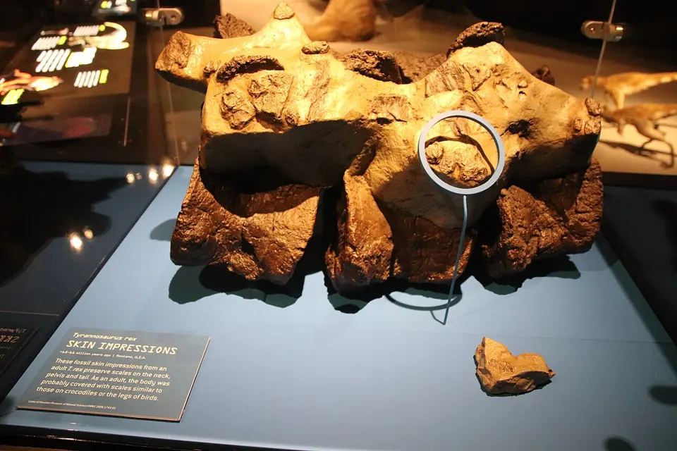 T. rex skin impressions