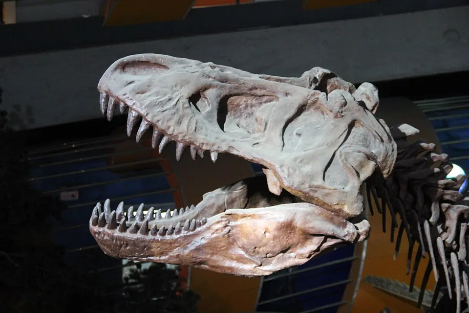 A real T. rex skull (a cast)