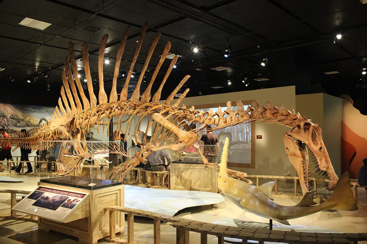 A cast of a Spinosaurus skeleton