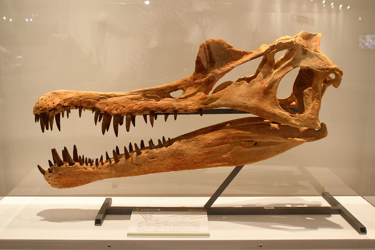 A cast of a Spinosaurus skull