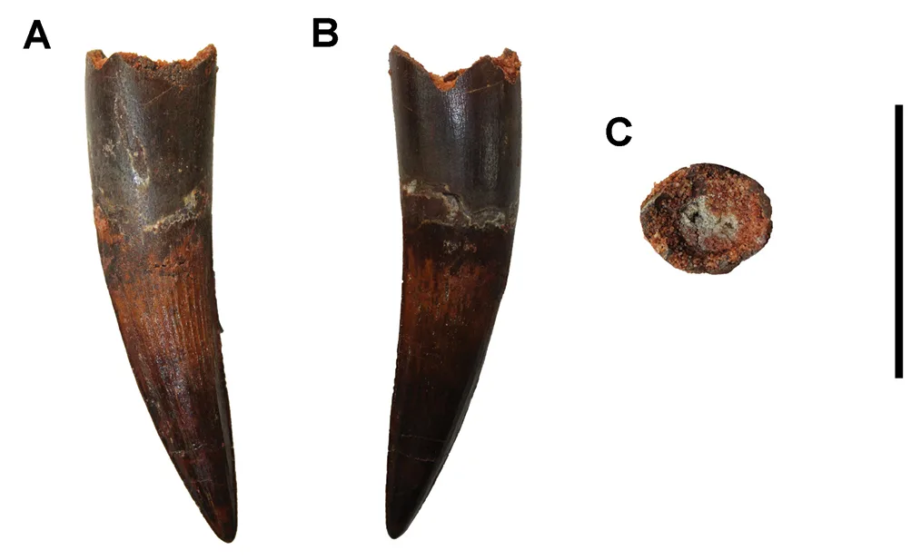 A real Spinosaurus tooth