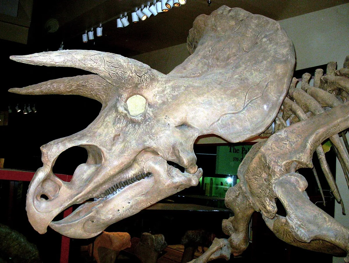 A Triceratops skull in a museum in Washington
