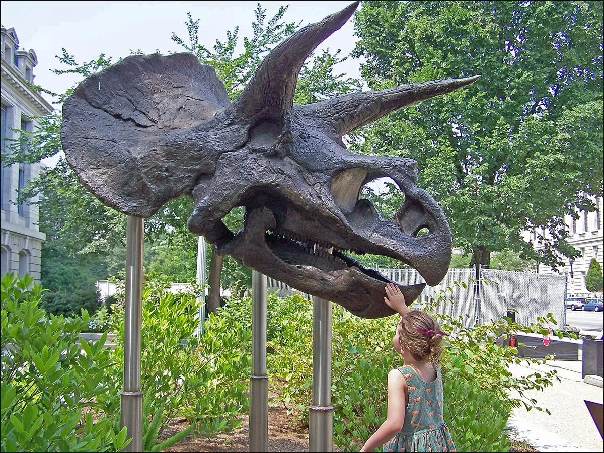 A cast of a Triceratops skull