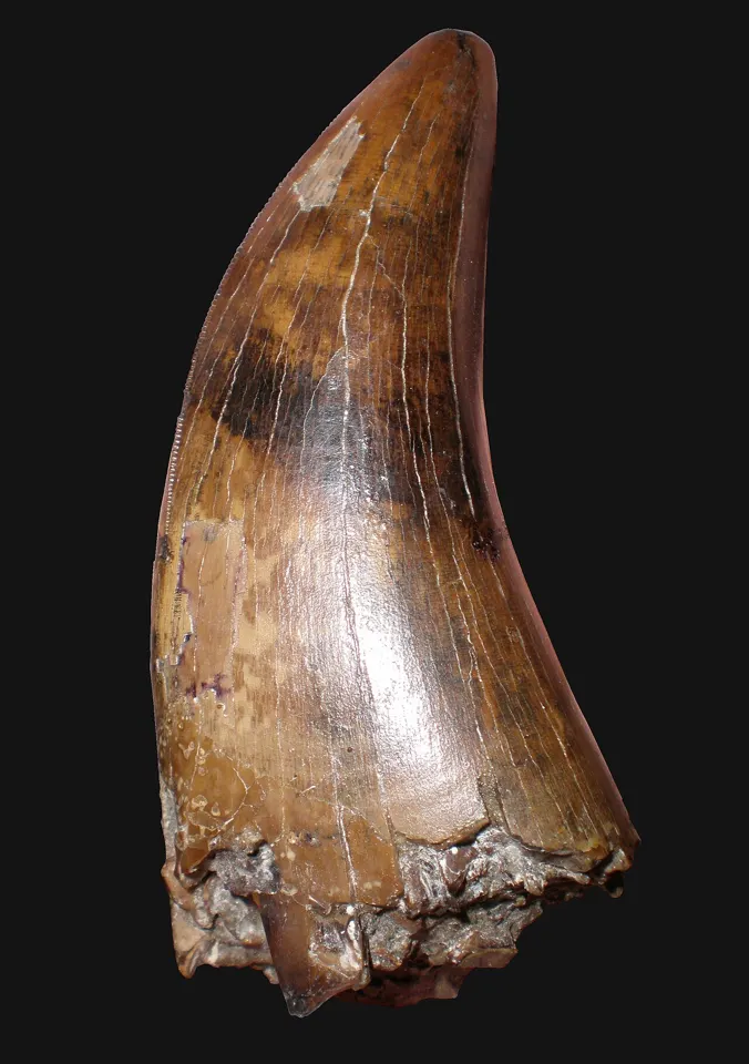 A T. rex tooth