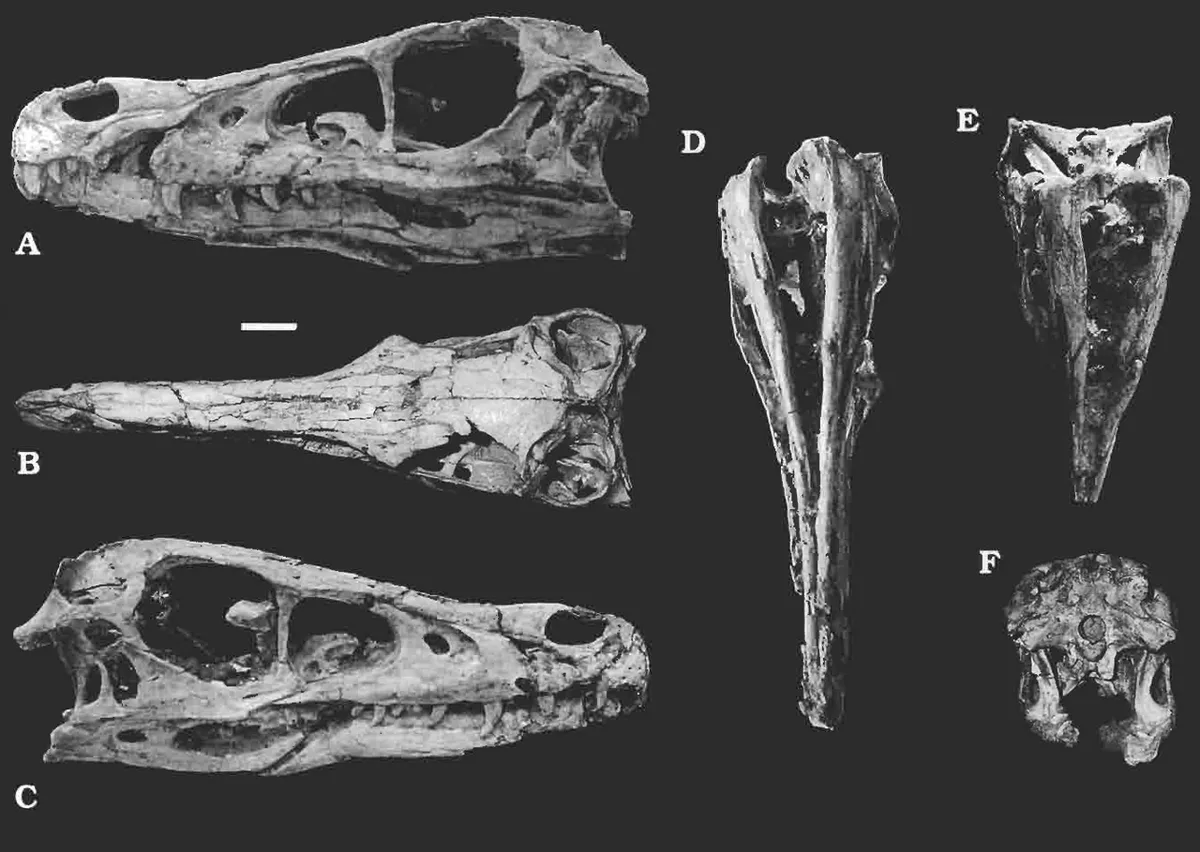 A real Velociraptor skull